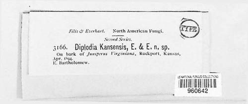 Diplodia kansensis image